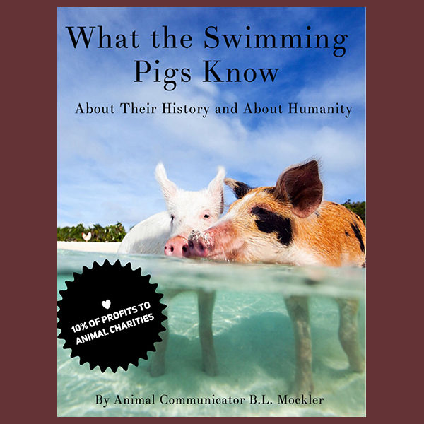 What the Swimming Pigs Know